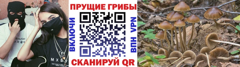 Купить где  Теберда  Псилоцибиновые грибы Psilocybe 